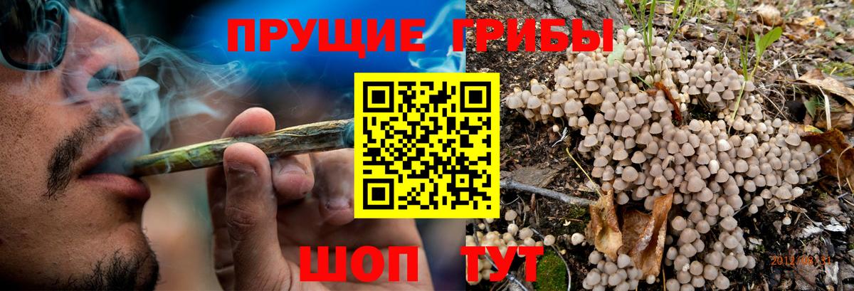 Галлюциногенные грибы Psilocybine cubensis Азов